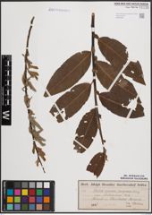 Foto von Salix cinerea L. x Salix purpurea L.